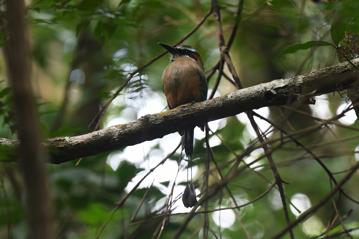 Turquoise-browed Motmot - ML645871908