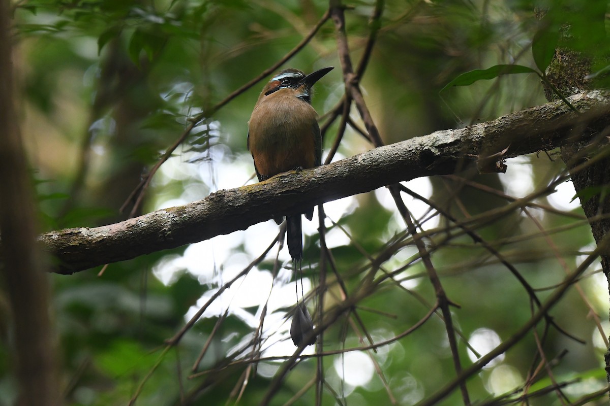 Turquoise-browed Motmot - ML645871909