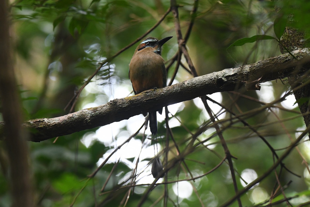 Turquoise-browed Motmot - ML645871910