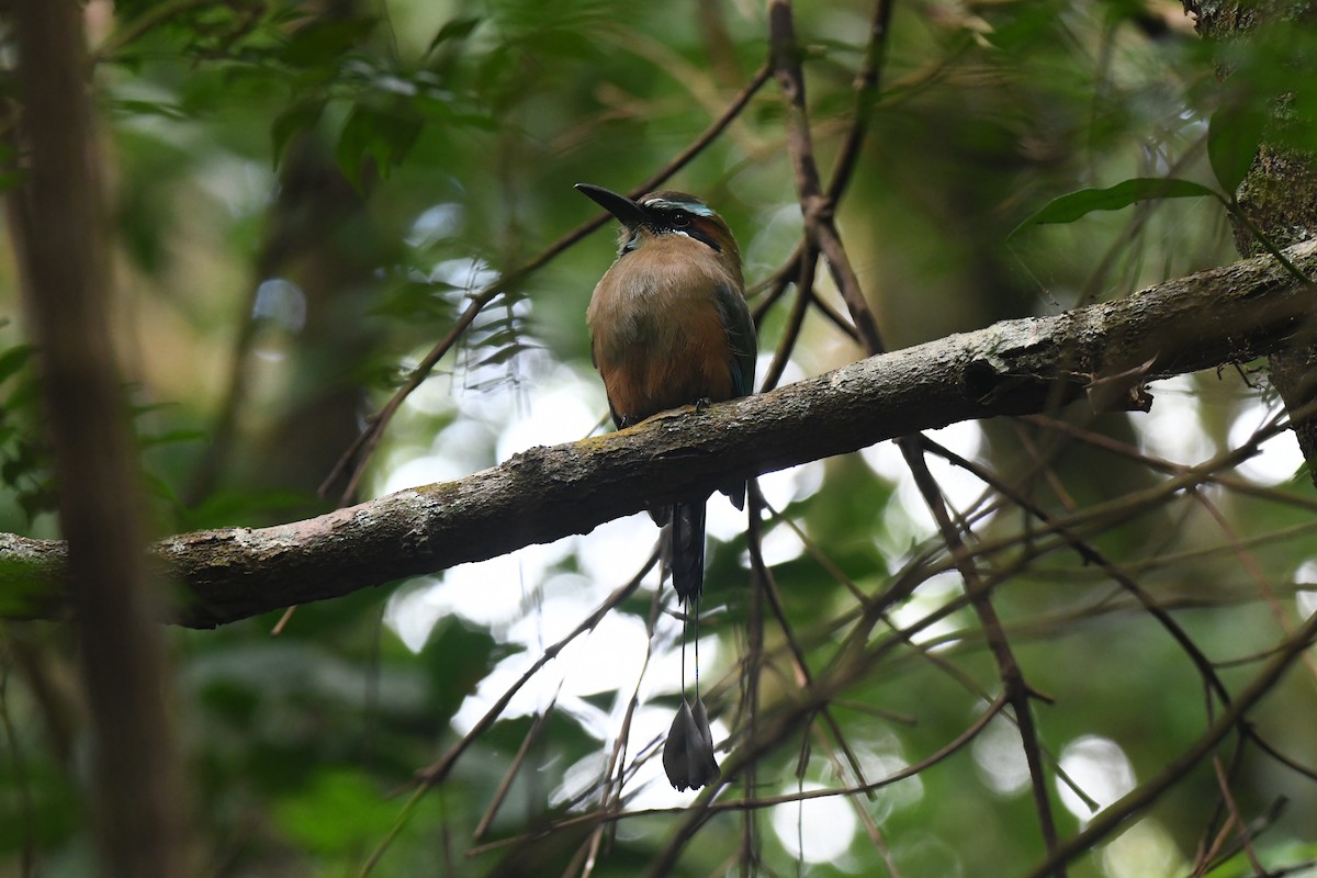 Turquoise-browed Motmot - ML645871911