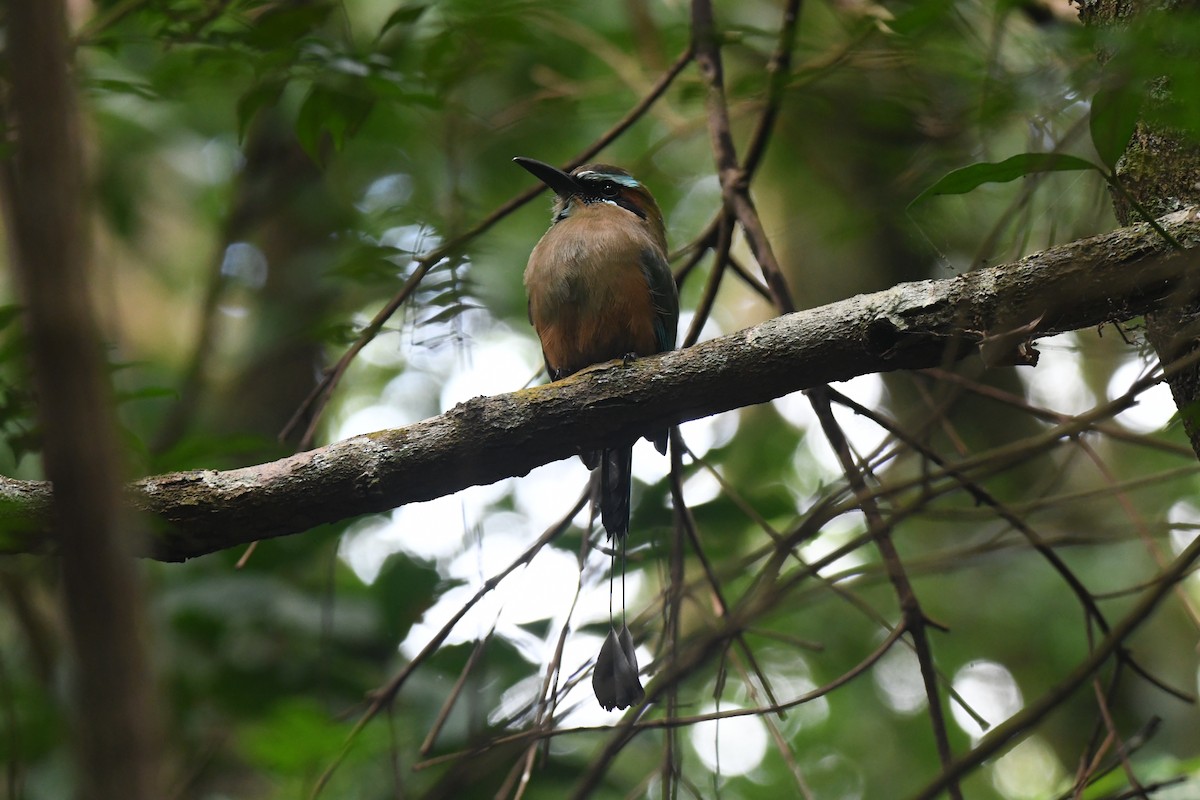 Turquoise-browed Motmot - ML645871912
