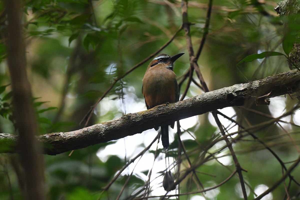 Turquoise-browed Motmot - ML645871913