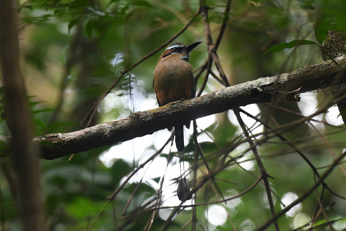 Turquoise-browed Motmot - ML645871914