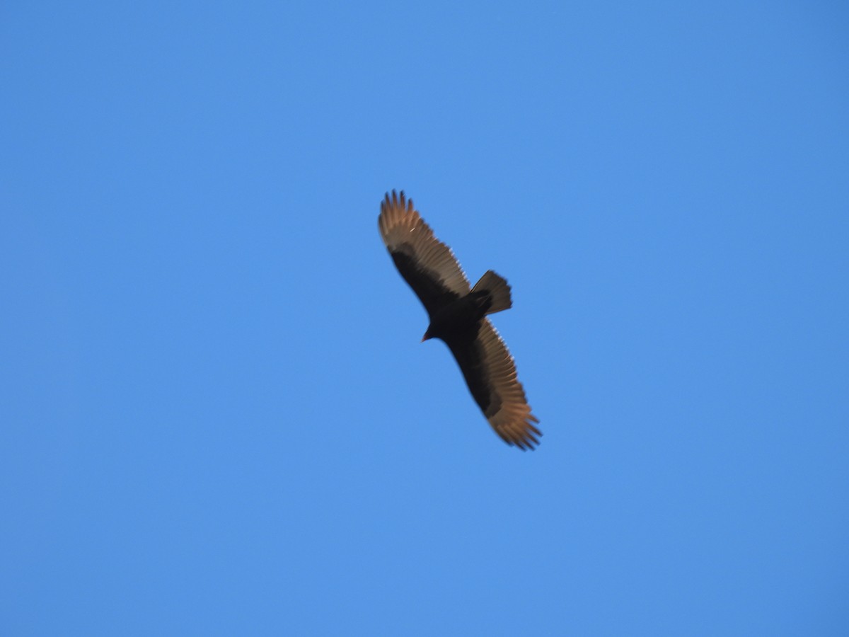 Turkey Vulture - ML645871917