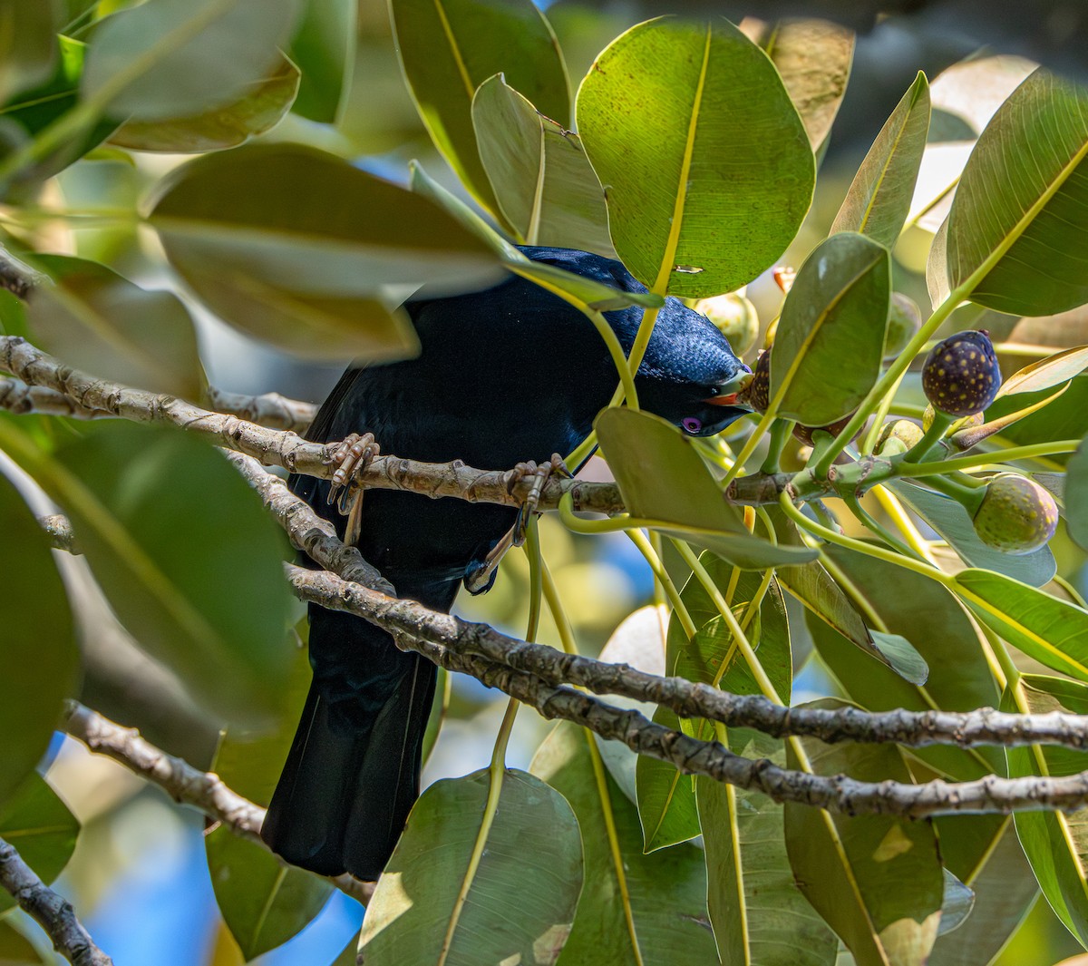 アオアズマヤドリ - ML645871920