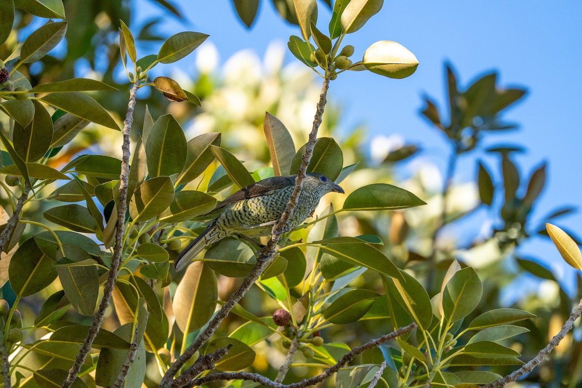 アオアズマヤドリ - ML645871921