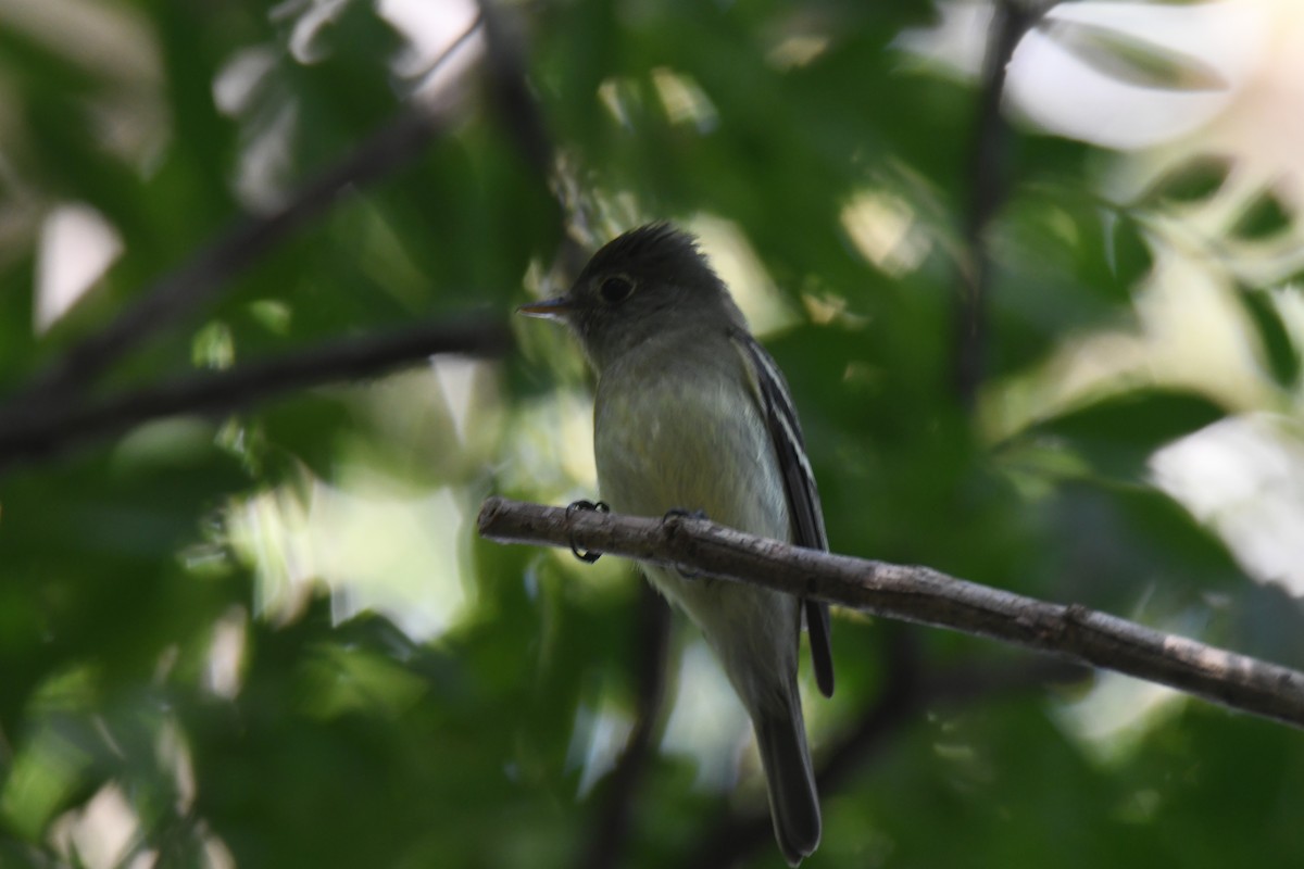 Mosquero Ventriamarillo - ML645871925