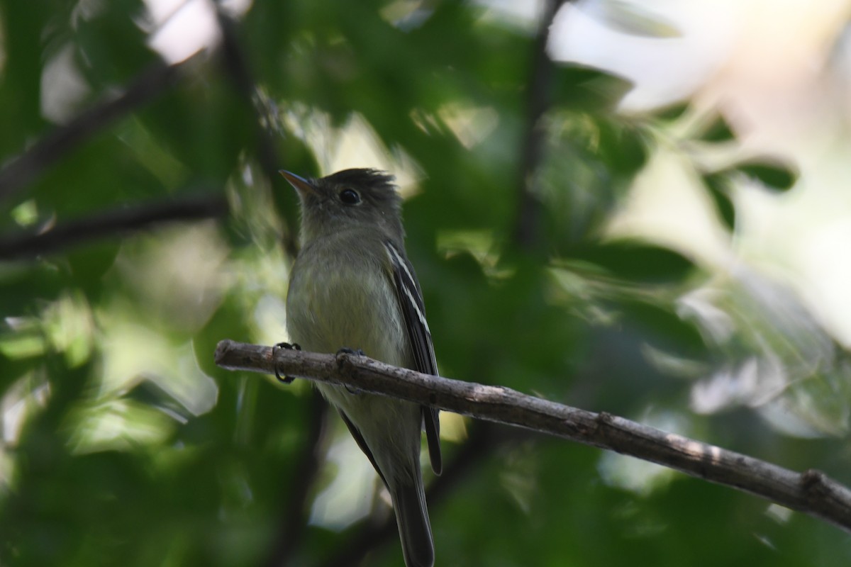 Mosquero Ventriamarillo - ML645871927