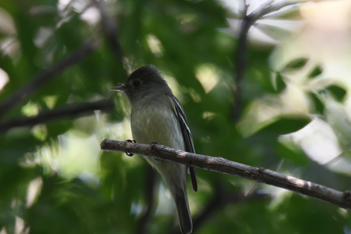 Mosquero Ventriamarillo - ML645871928