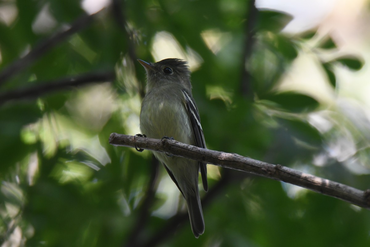 Mosquero Ventriamarillo - ML645871929