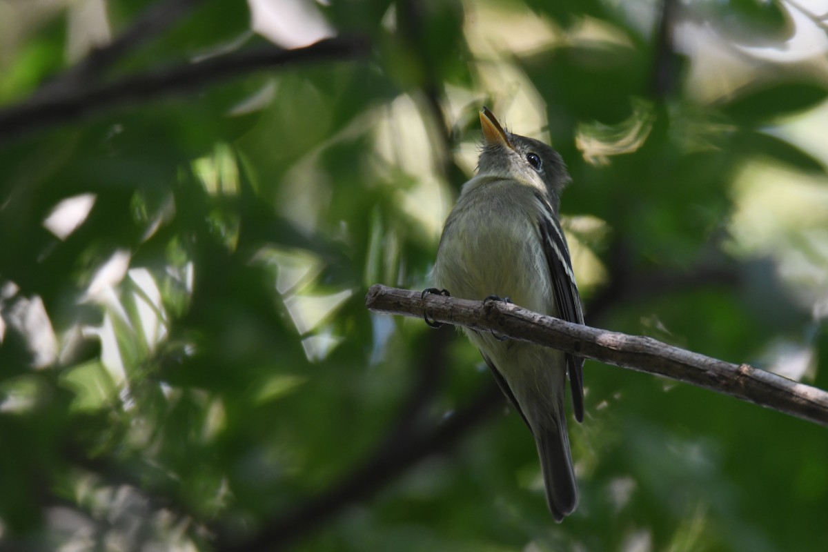 Mosquero Ventriamarillo - ML645871930
