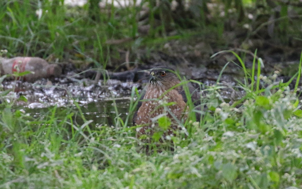 Cooper's Hawk - ML645871936