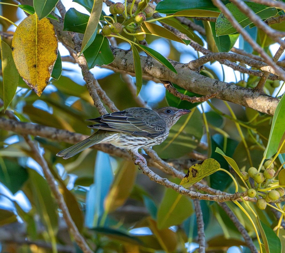 メガネコウライウグイス - ML645871939