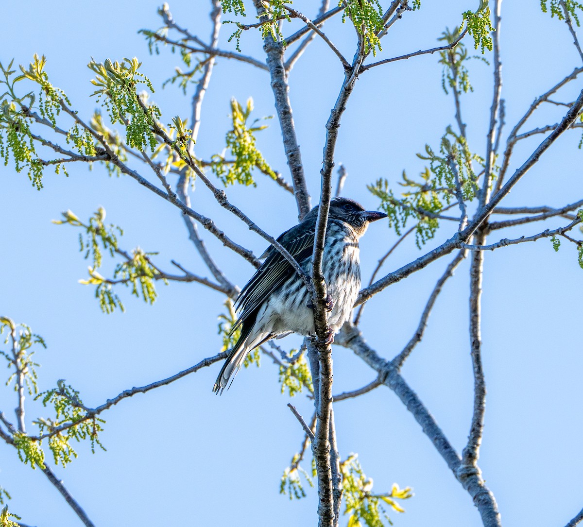 メガネコウライウグイス - ML645871940