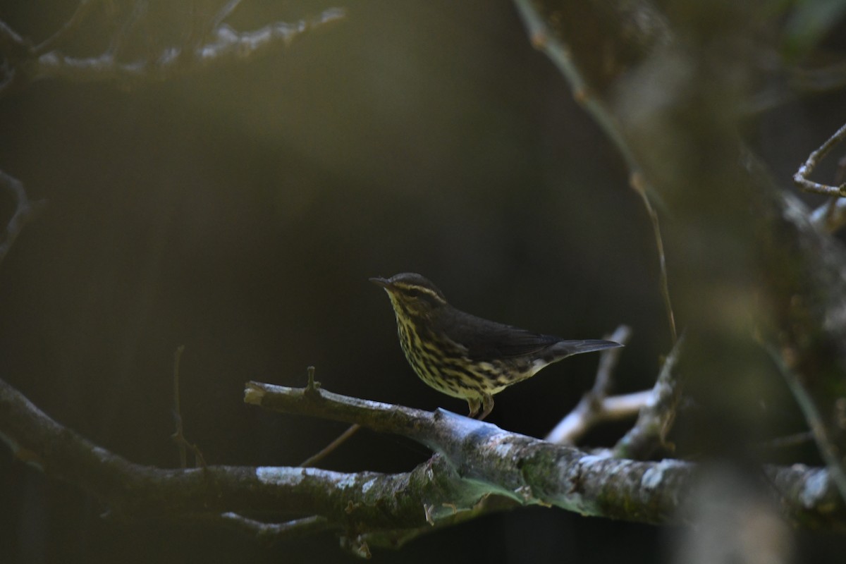 Northern Waterthrush - ML645871941
