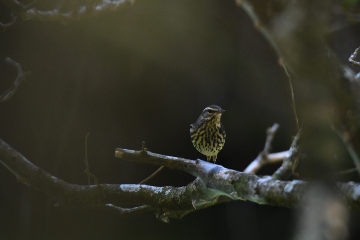 Northern Waterthrush - ML645871942