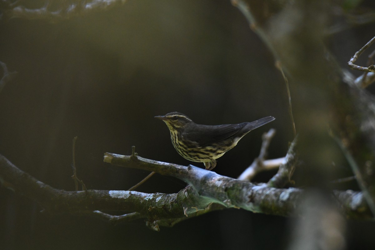 Northern Waterthrush - ML645871943