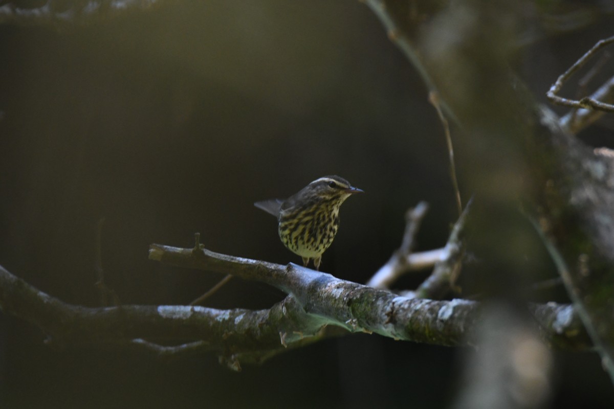 Northern Waterthrush - ML645871944