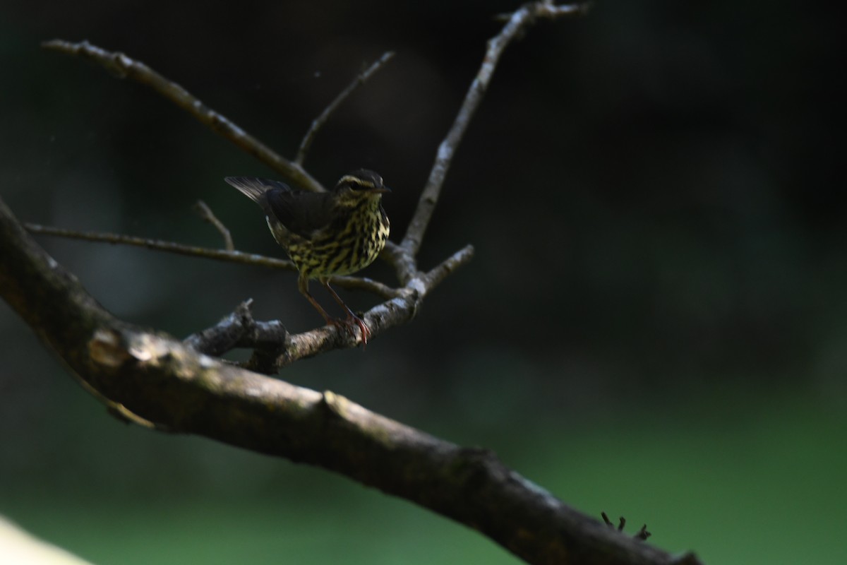 Northern Waterthrush - ML645871945