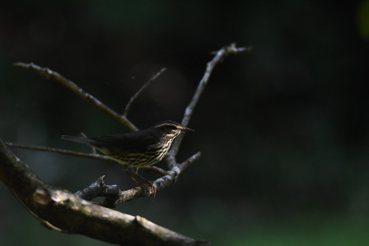 Northern Waterthrush - ML645871946