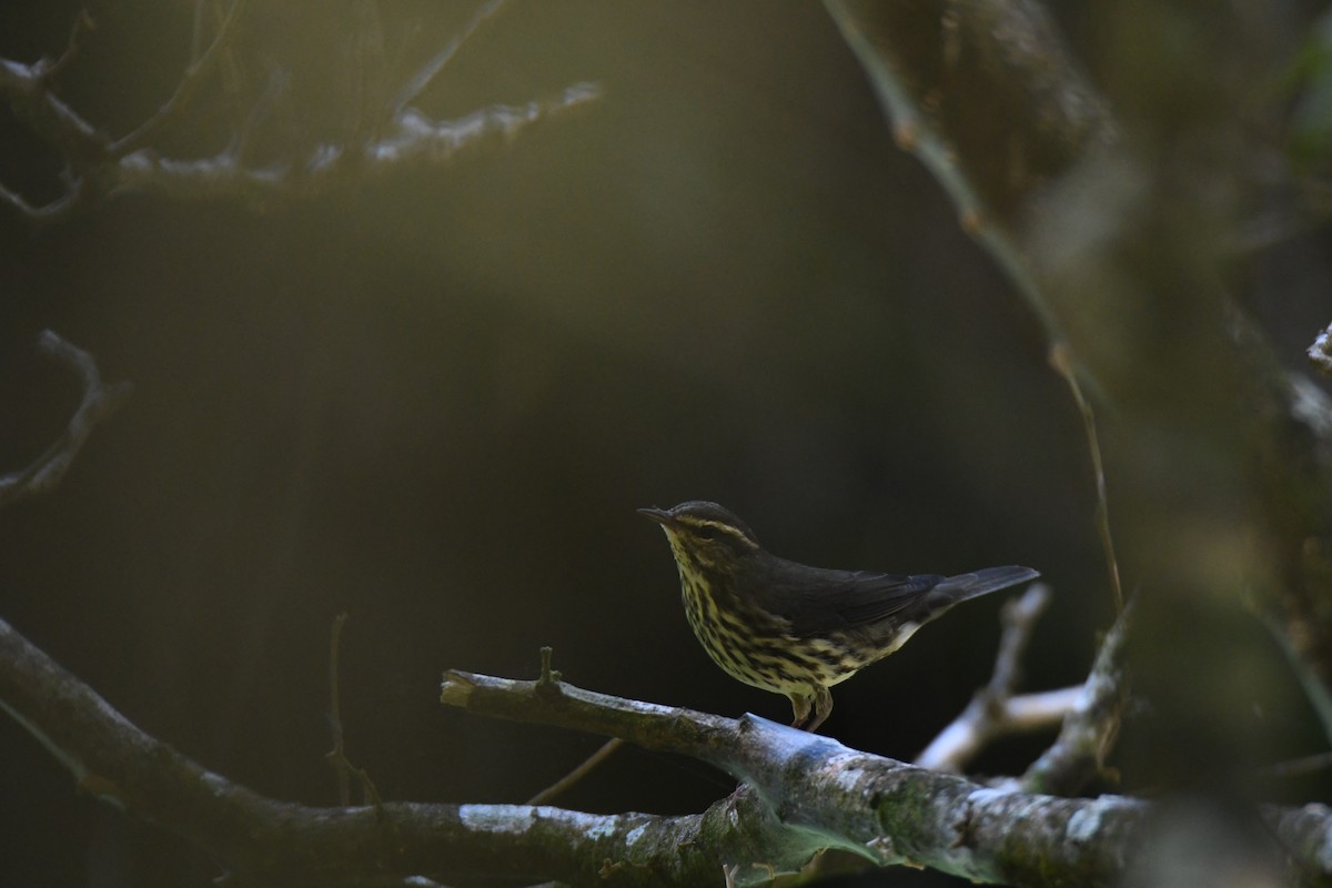 Northern Waterthrush - ML645871947