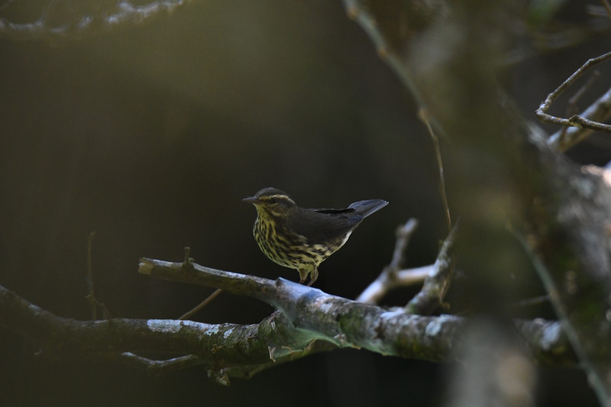 Northern Waterthrush - ML645871948