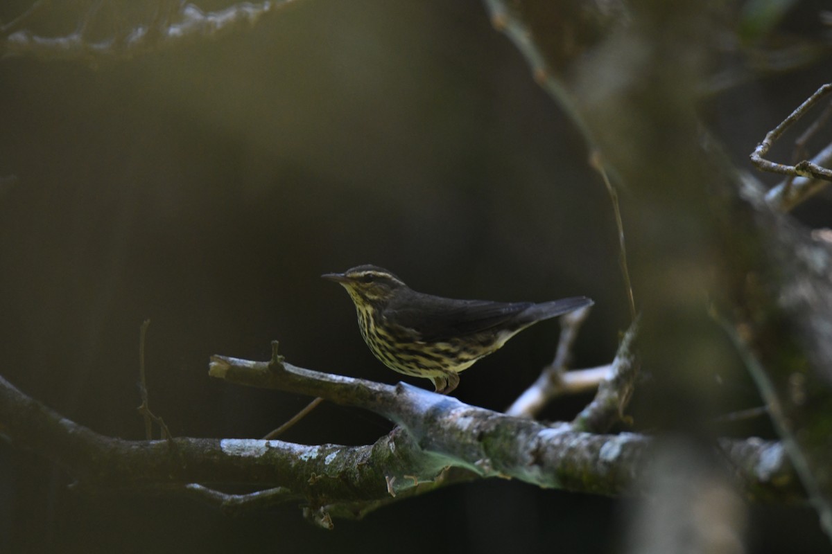 Northern Waterthrush - ML645871950