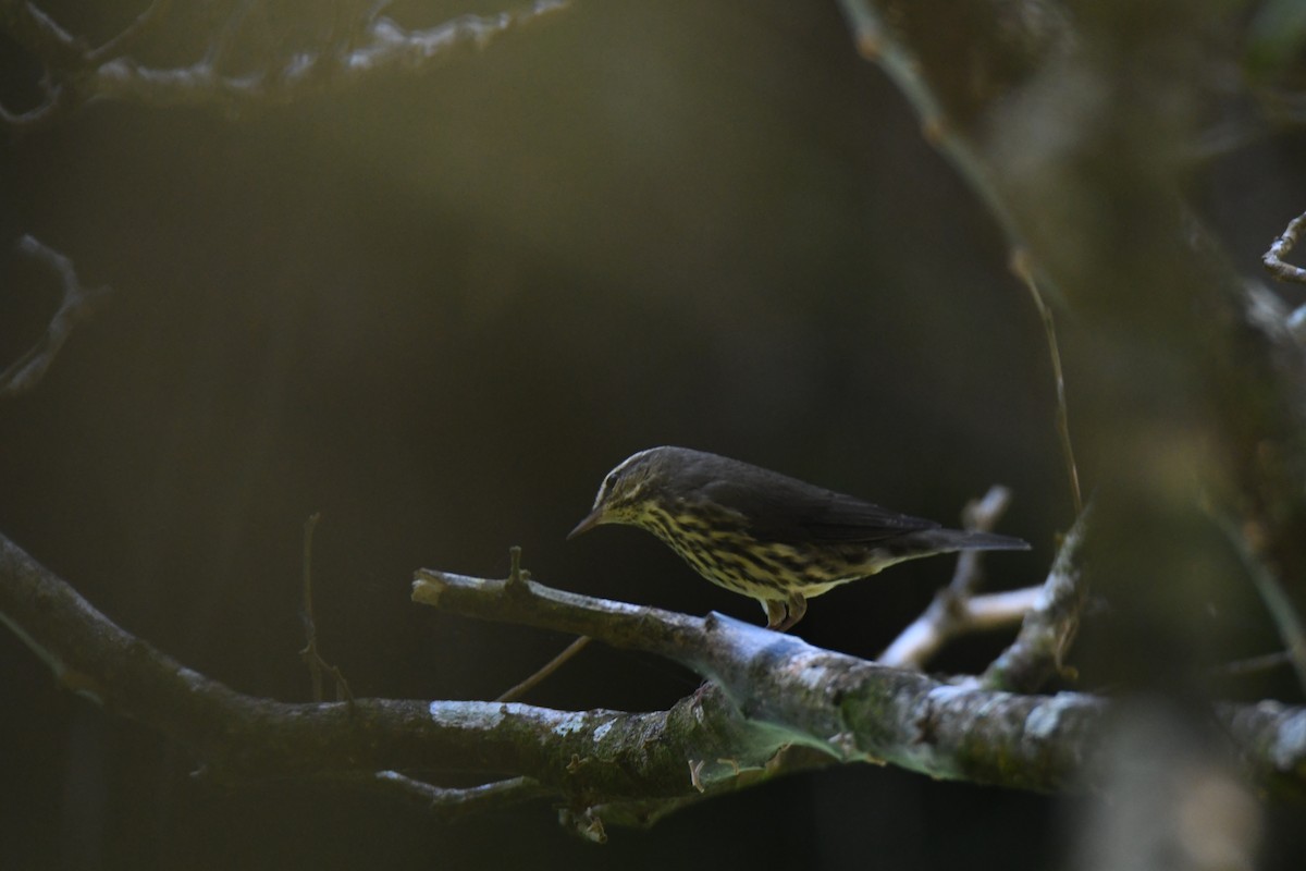 Northern Waterthrush - ML645871951