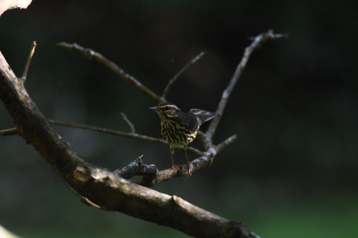 Northern Waterthrush - ML645871952
