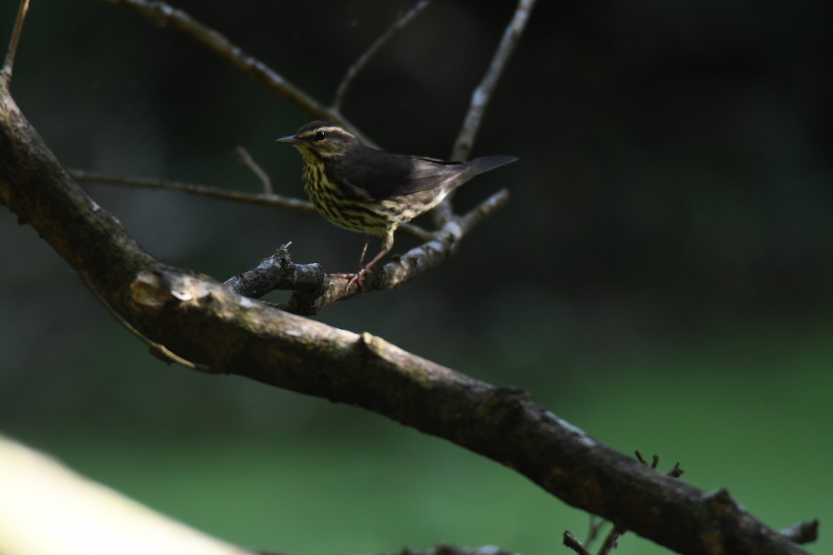 Northern Waterthrush - ML645871953