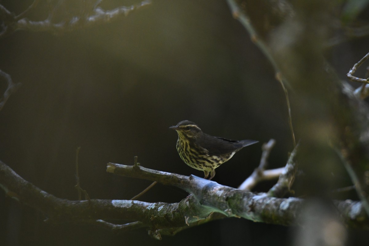 Northern Waterthrush - ML645871954