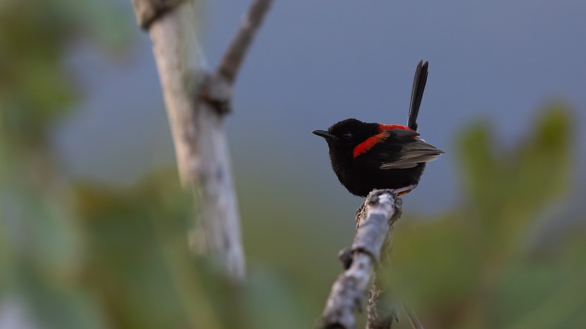 Red-backed Fairywren - ML645871957