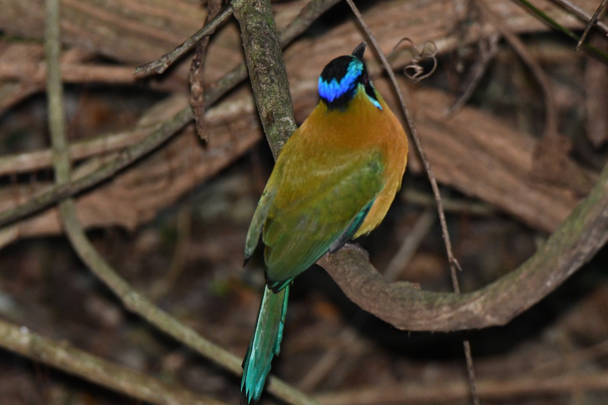 Lesson Motmotu - ML645871961