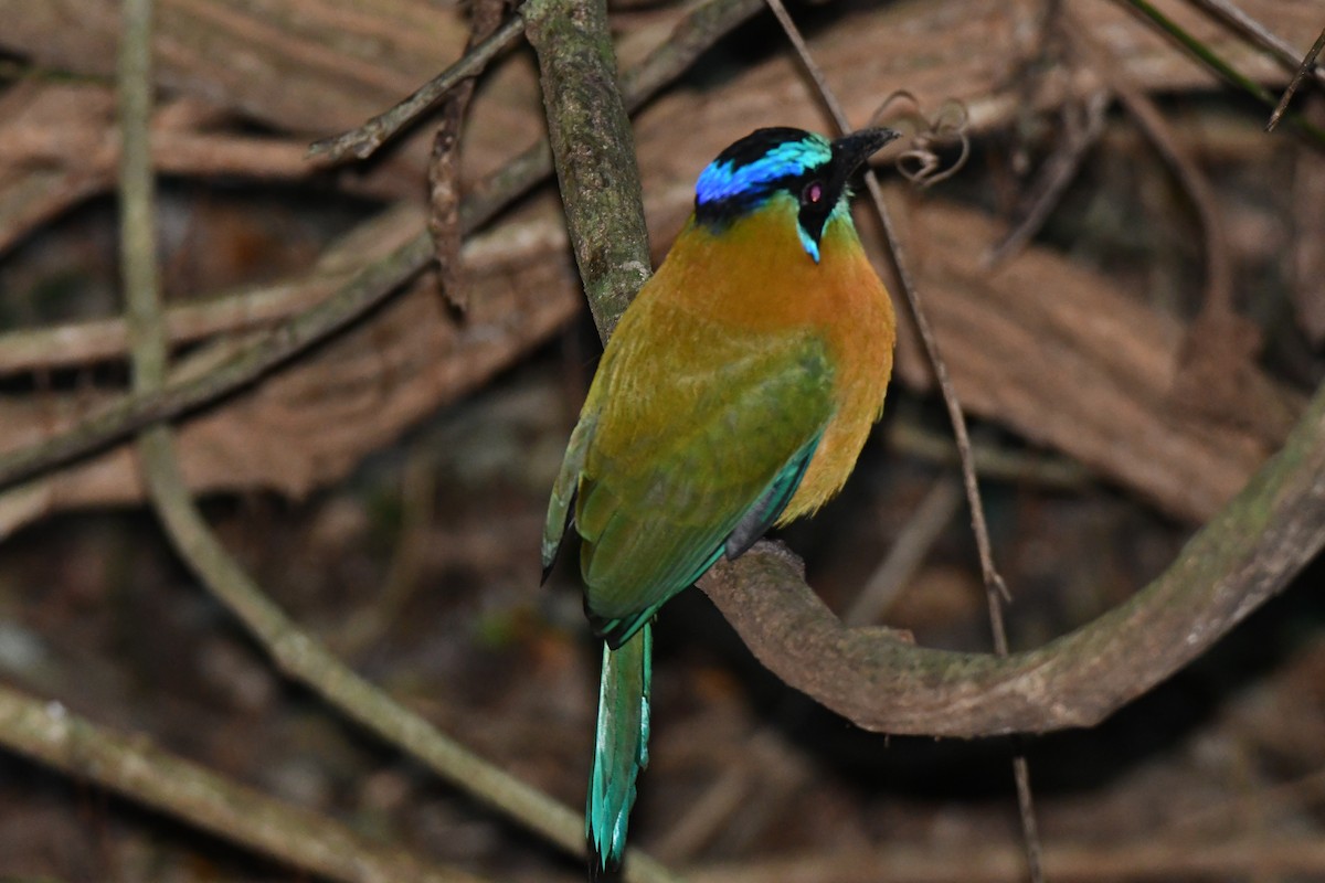 Lesson Motmotu - ML645871962