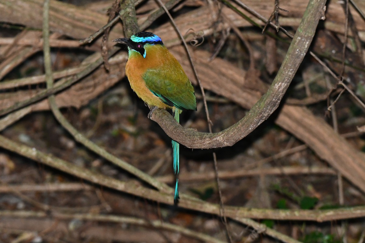 Lesson Motmotu - ML645871963