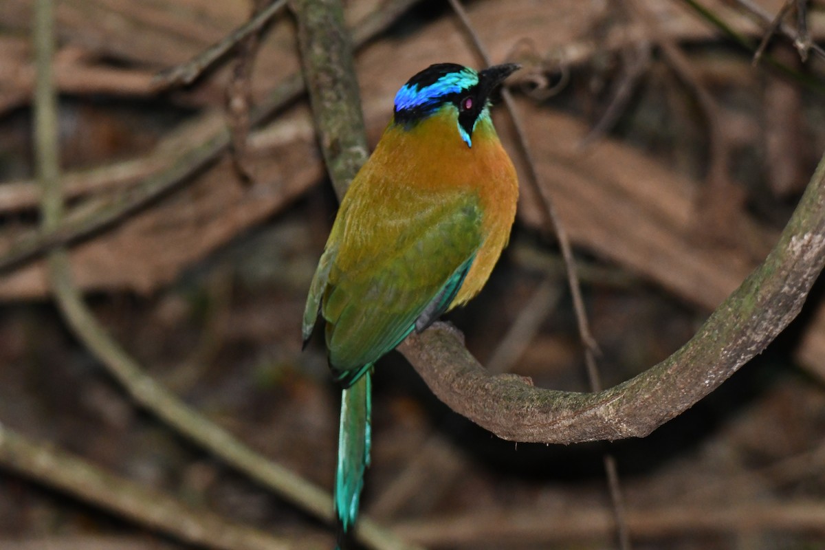 Lesson Motmotu - ML645871964