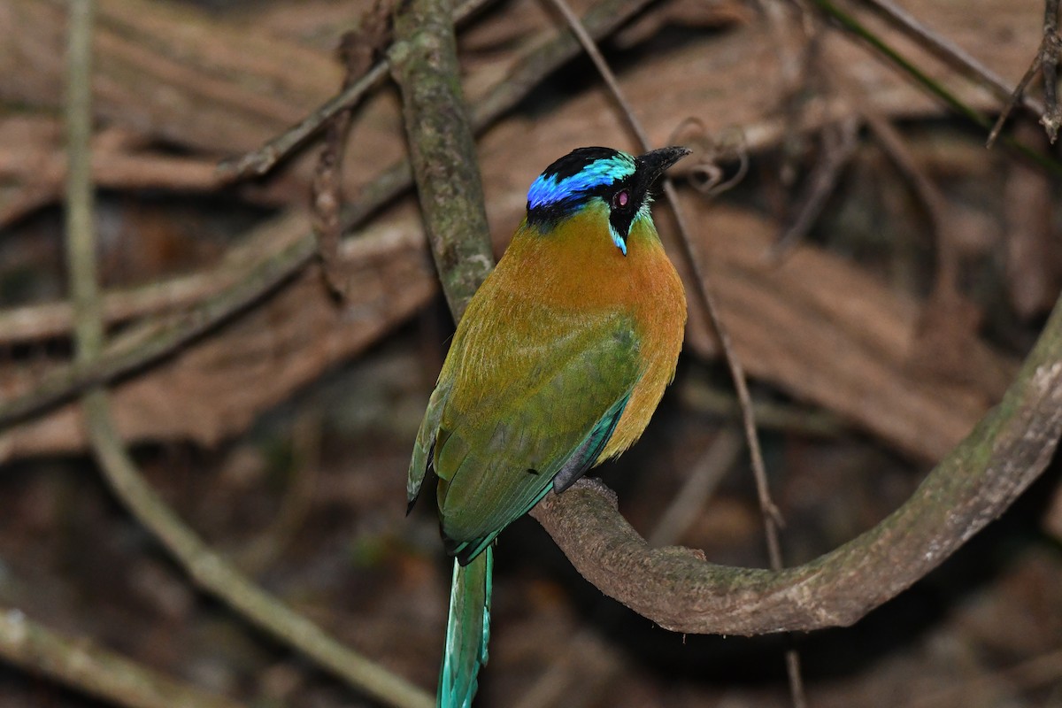 Lesson Motmotu - ML645871965