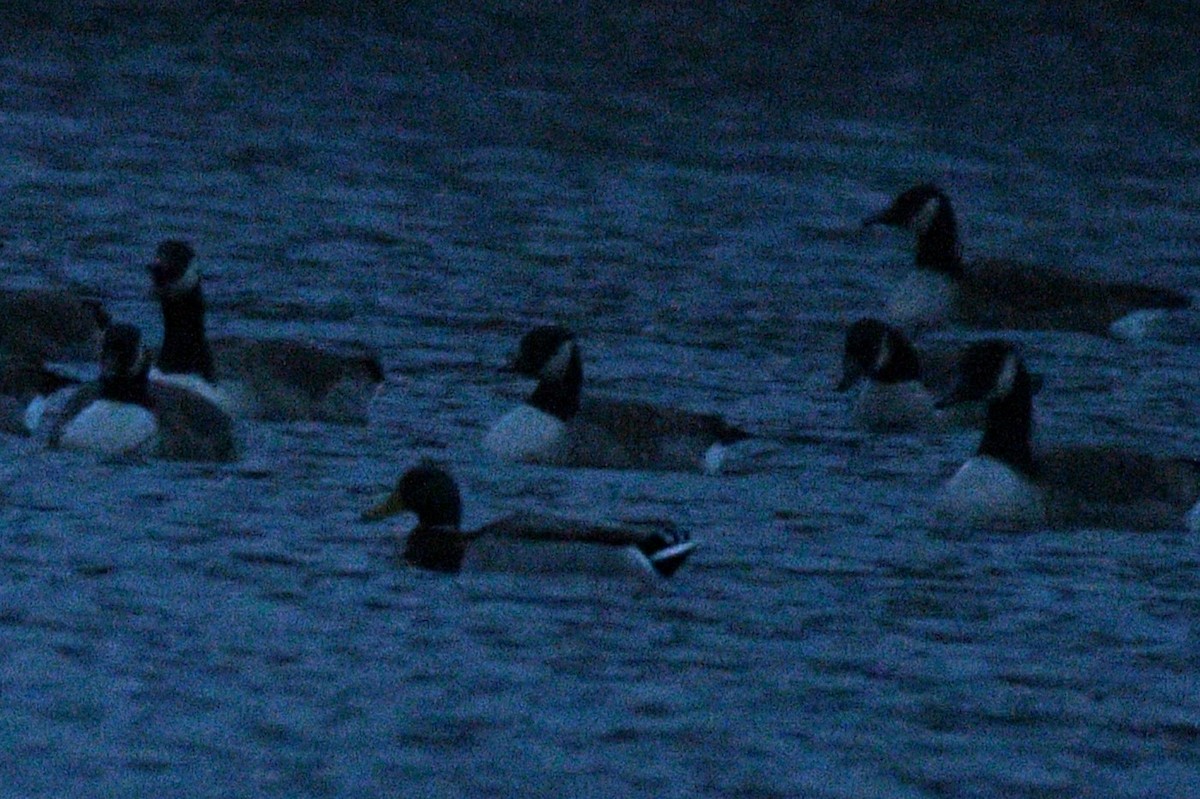 Cackling/Canada Goose - ML645871967