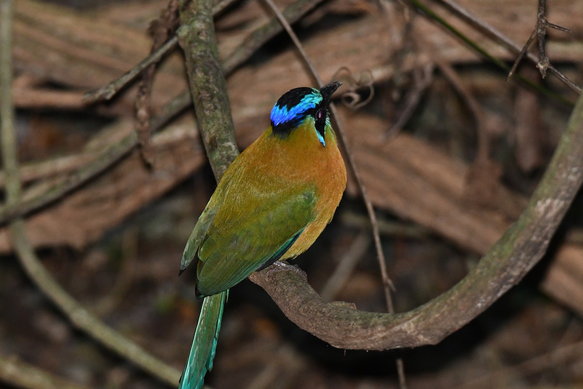 Lesson Motmotu - ML645871968