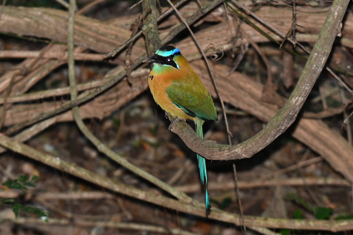 Lesson Motmotu - ML645871969