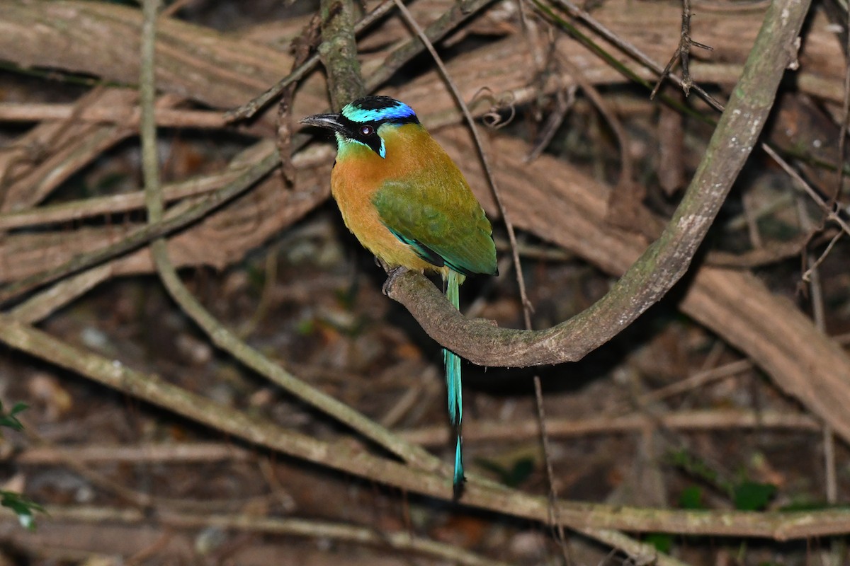 Lesson Motmotu - ML645871970