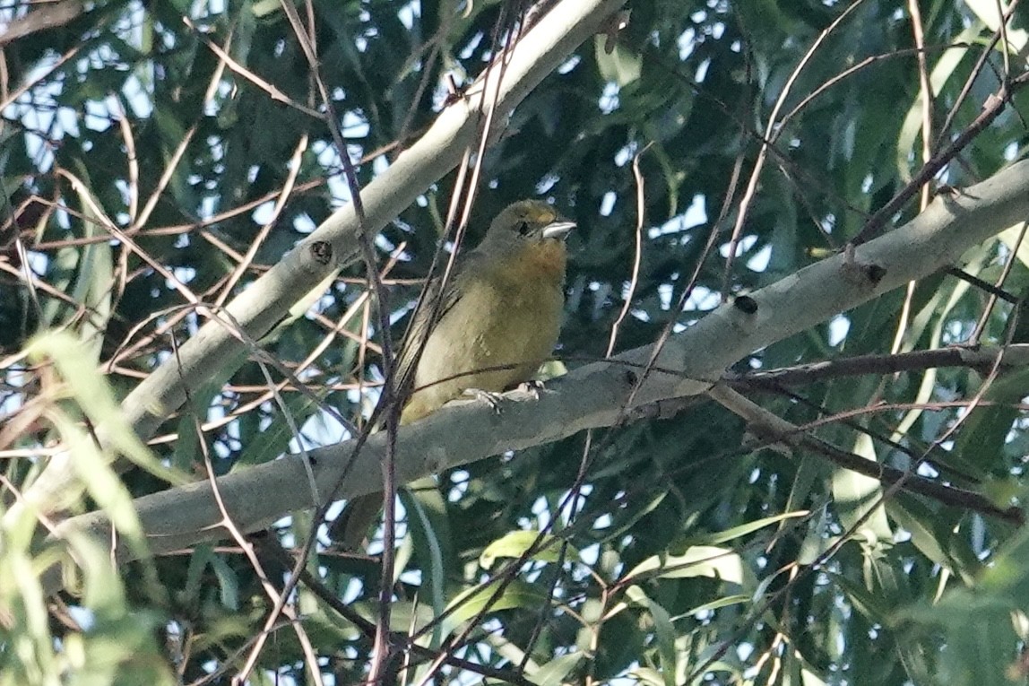 Hepatic Tanager - ML645871975