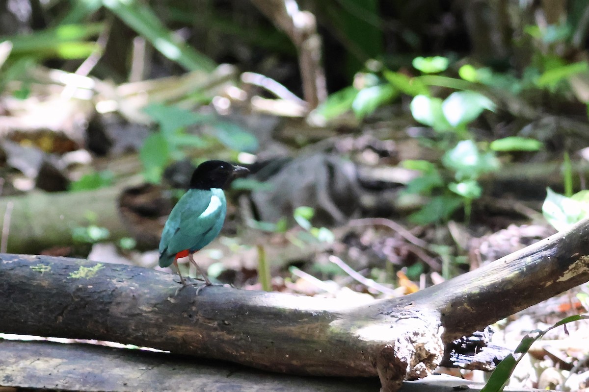 pita novoguinejská - ML645871979