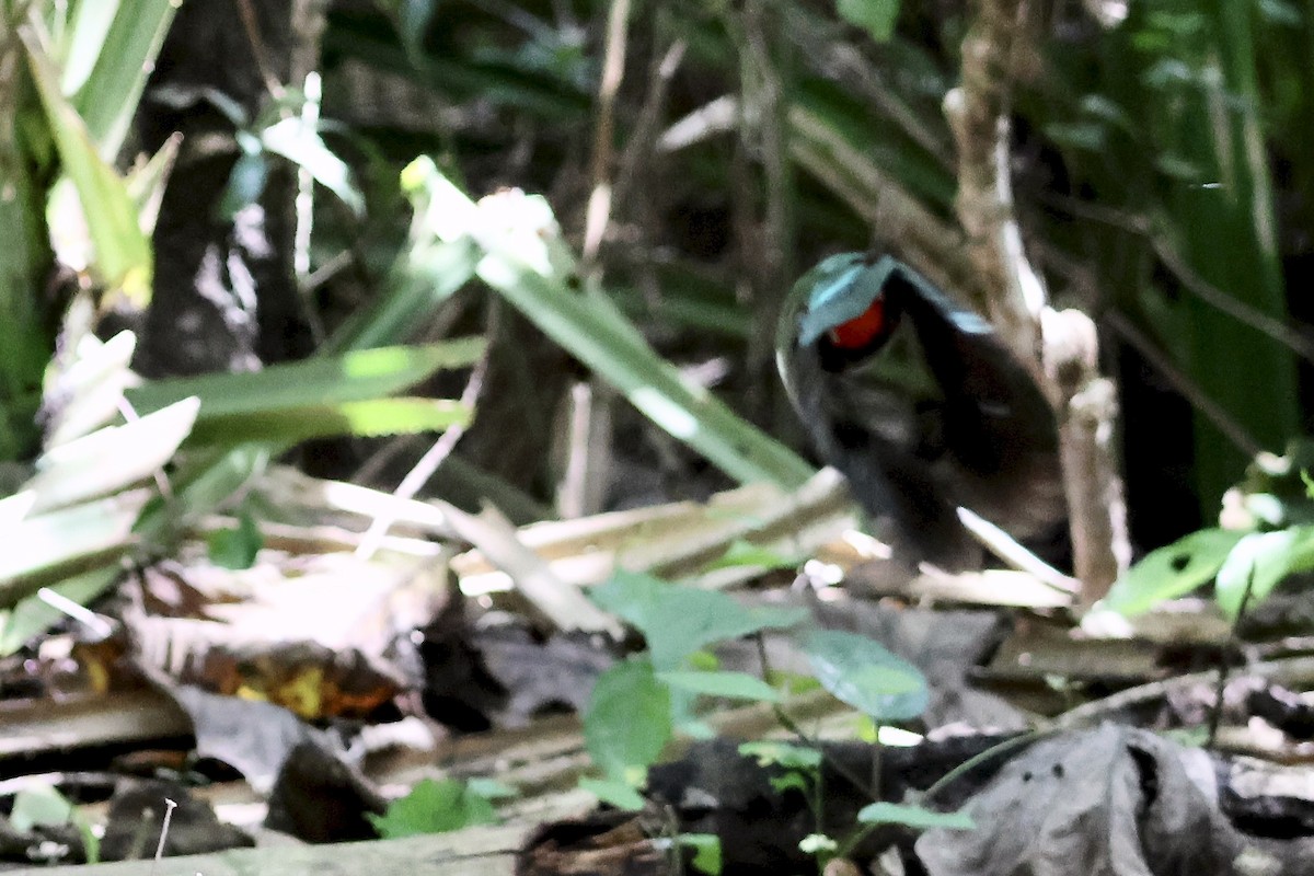 pita novoguinejská - ML645871980