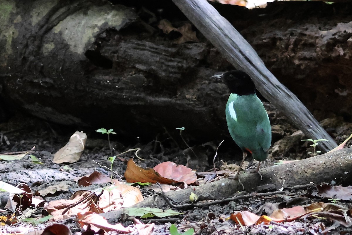 pita novoguinejská - ML645871981