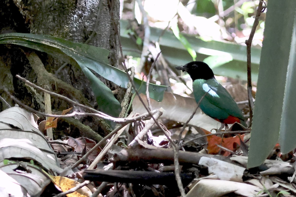 pita novoguinejská - ML645871982