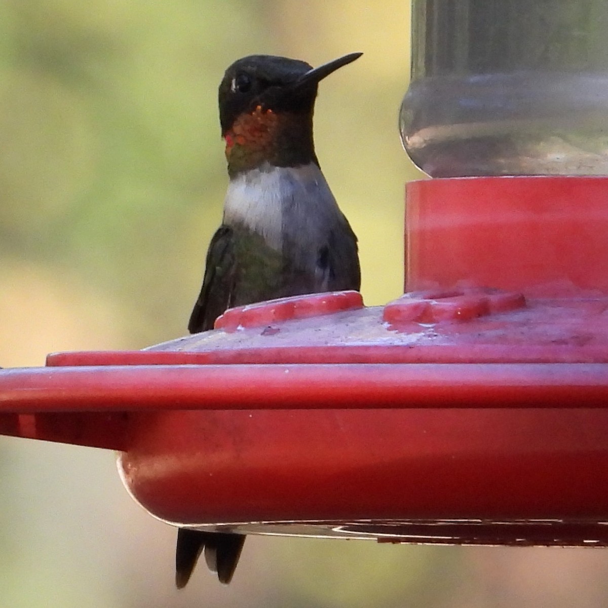 Ruby-throated Hummingbird - ML645871983
