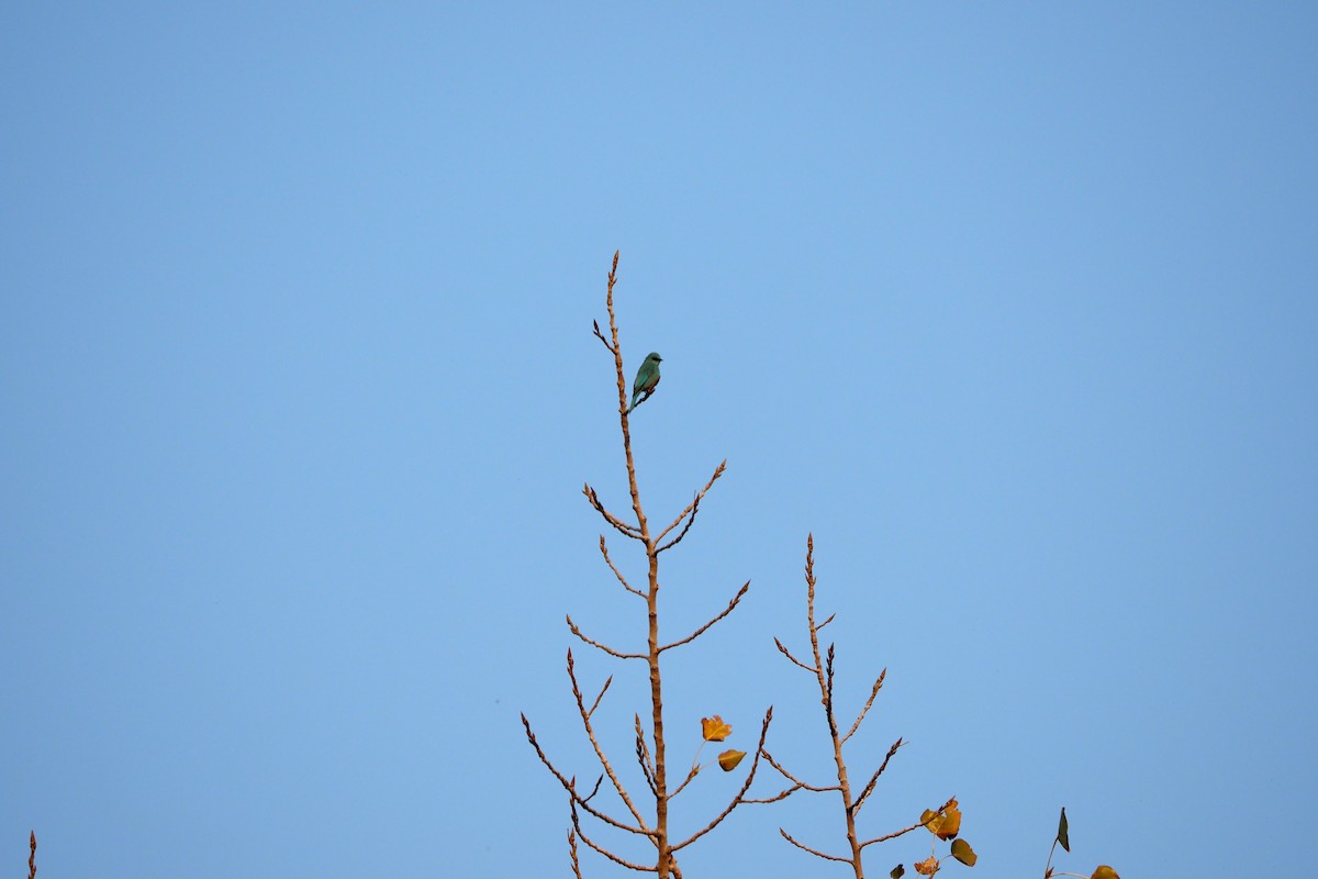Verditer Flycatcher - ML645871986