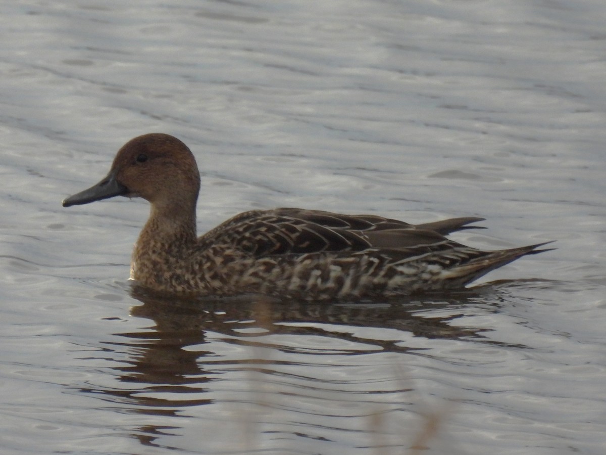 Northern Pintail - ML645872009