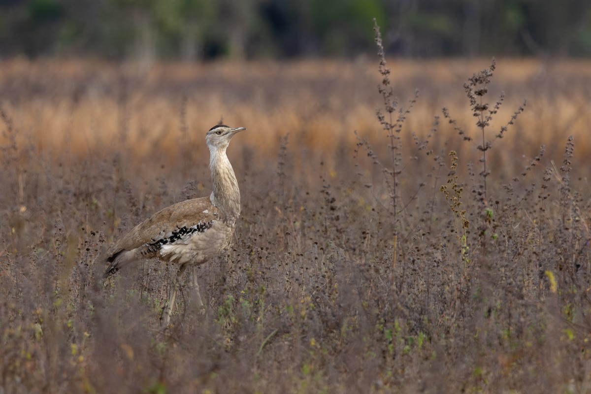 Australian Bustard - ML645872010